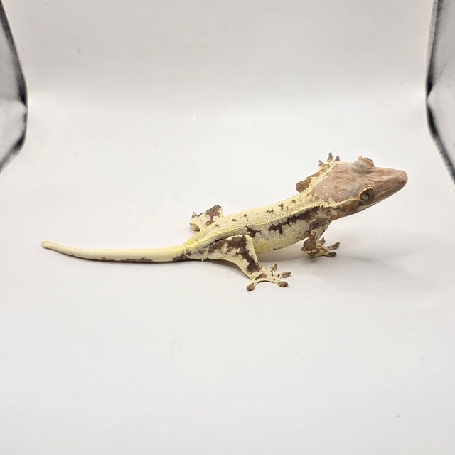 프라푸치노 드리피