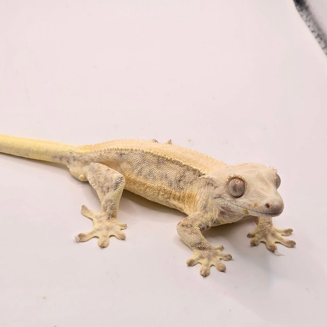 릴리화이트 드리피 솔리드백