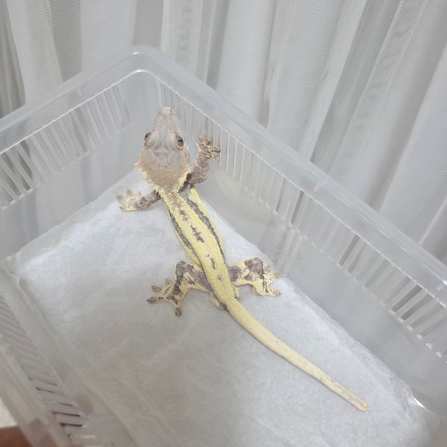 프라푸치노