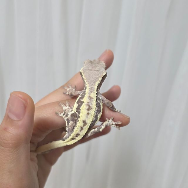 릴리 세이블