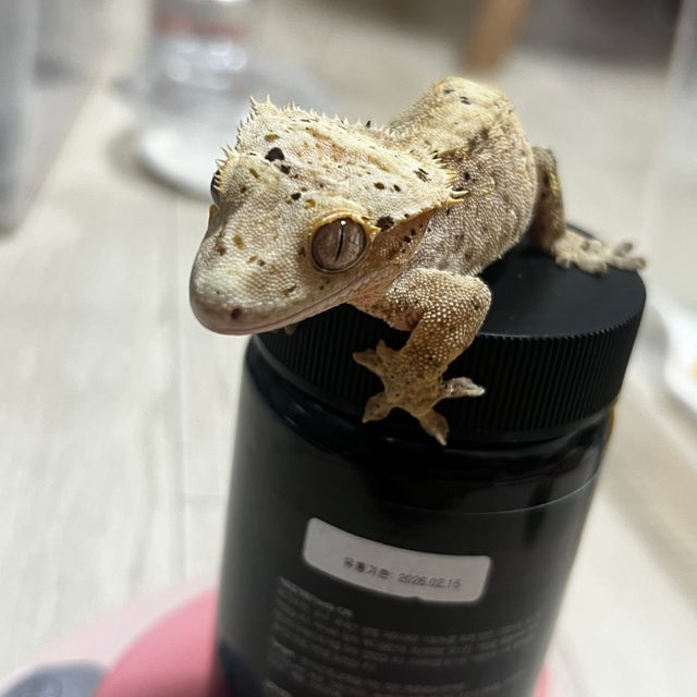 달마시안 슈퍼달마시안