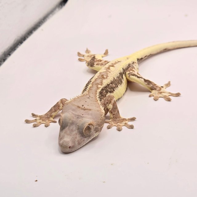 릴리100%헷아잔틱 100%헷아잔틱 프라푸치노