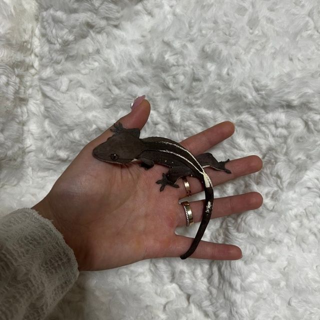 아잔틱 핀스트라이프