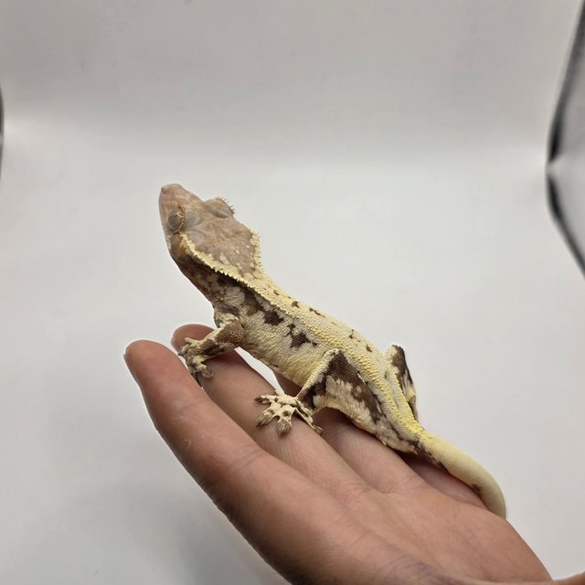 프라푸치노 드리피