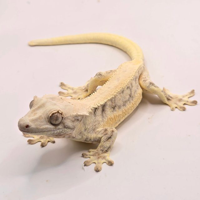 릴리화이트 드리피 솔리드백