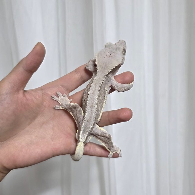 팬텀 프라푸치노