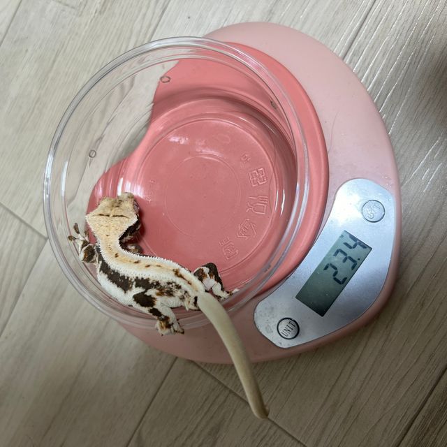 릴리화이트