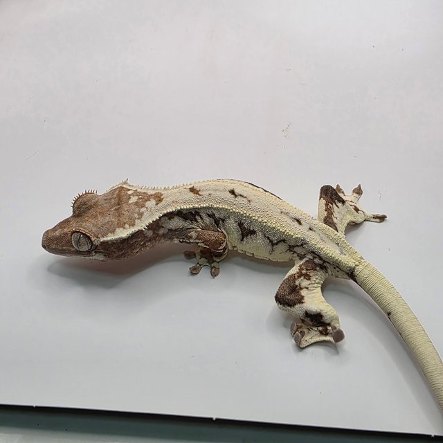 프라푸치노 드리피