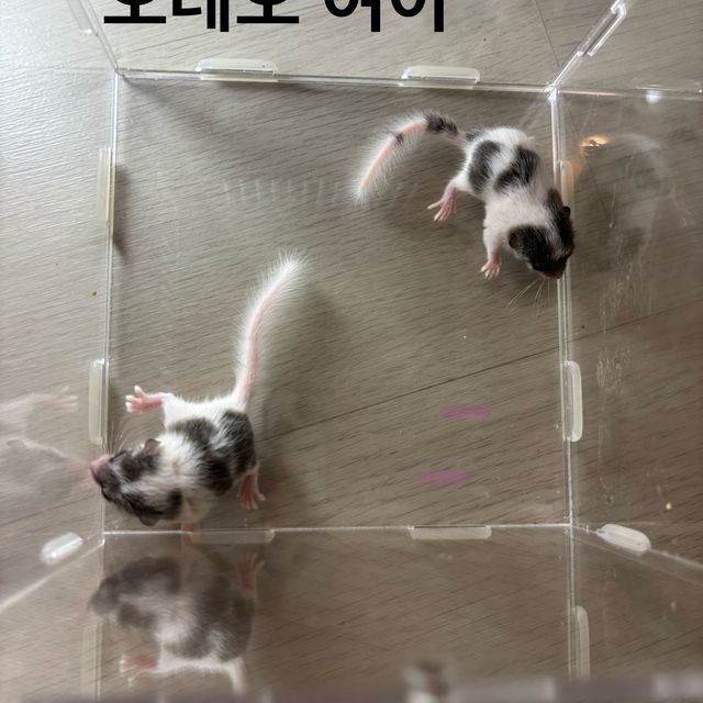 링테일 오레오 헤드스팟 파이드