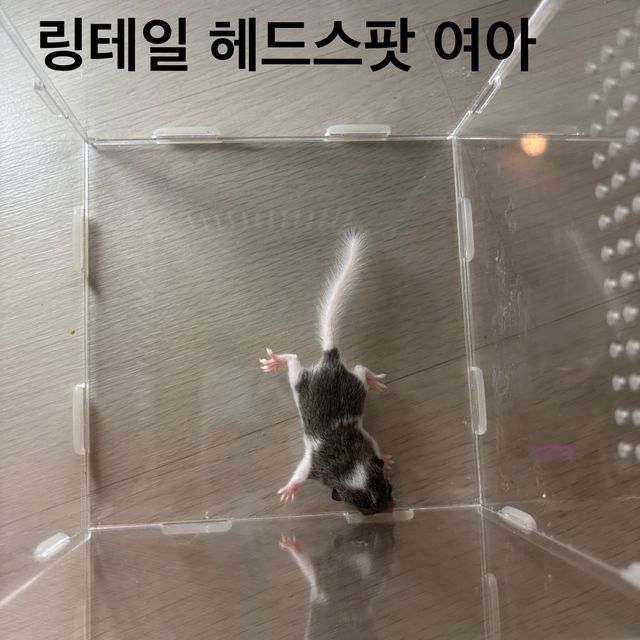 링테일 오레오 헤드스팟 파이드