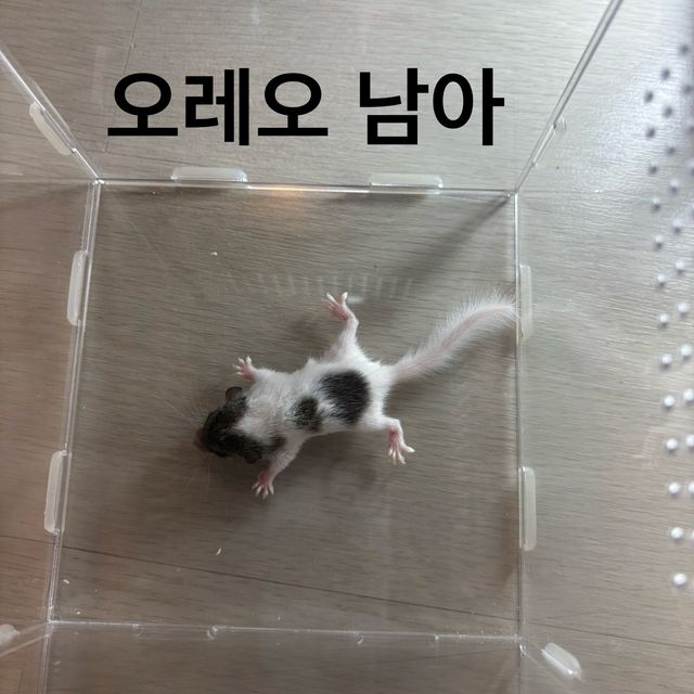 링테일 오레오 헤드스팟 파이드