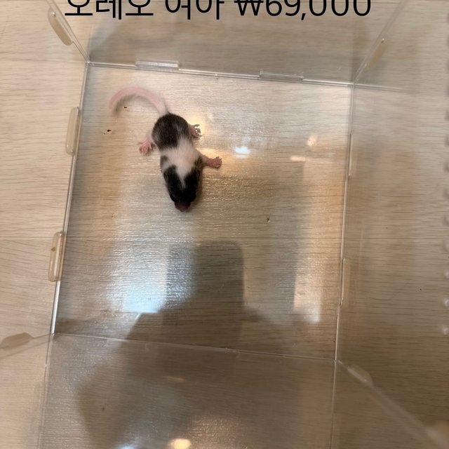 오레오 헤드스팟