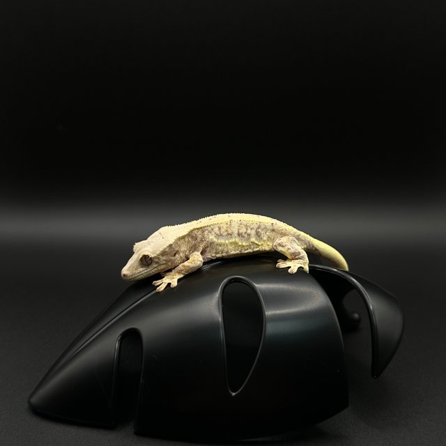 100%헷초초 릴리화이트