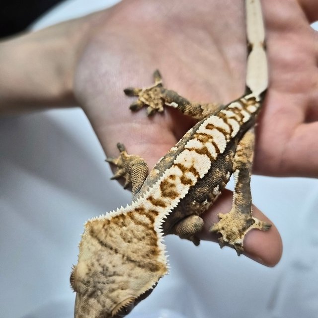 텐저린 익스트림할리퀸