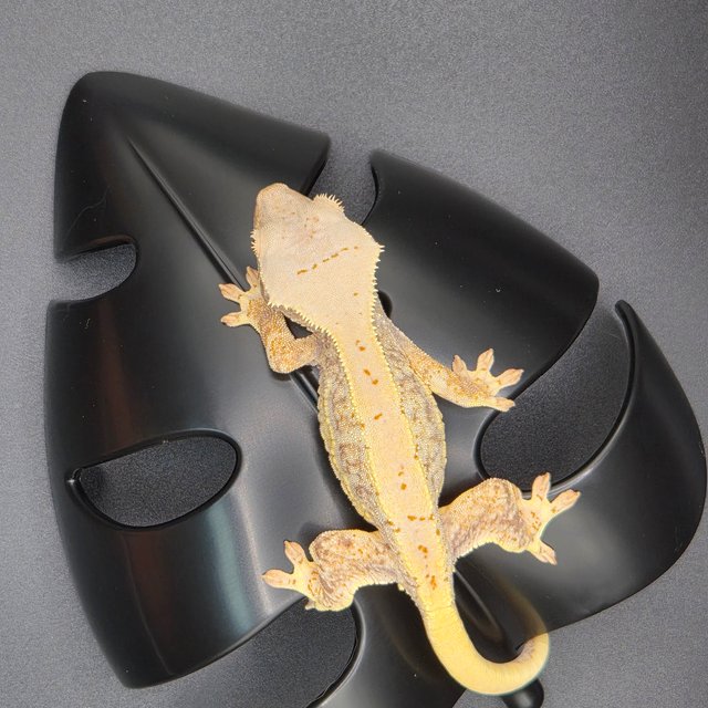 100%헷초초 릴리화이트