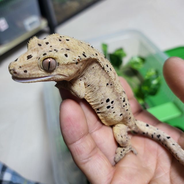 달마시안 슈퍼달마시안