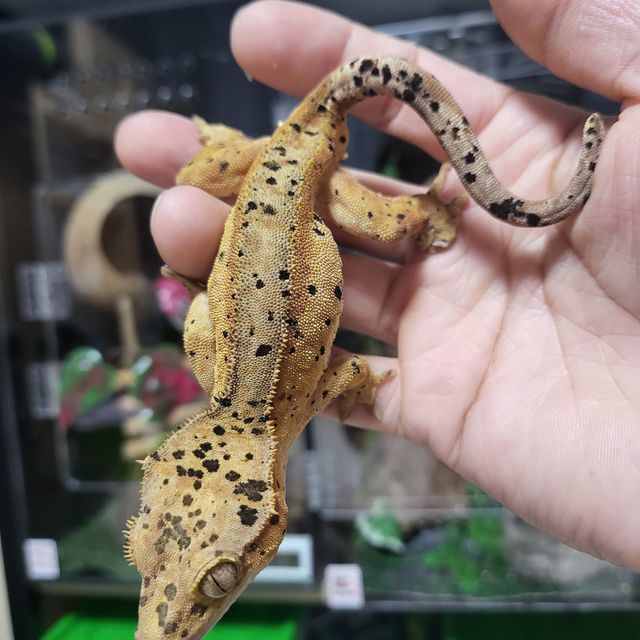 달마시안 슈퍼달마시안