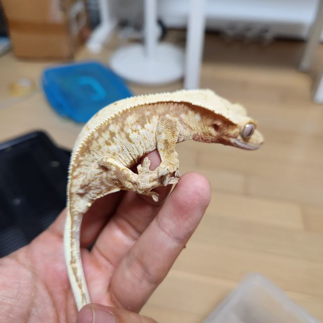 트라이