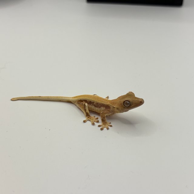 릴리화이트 솔리드백