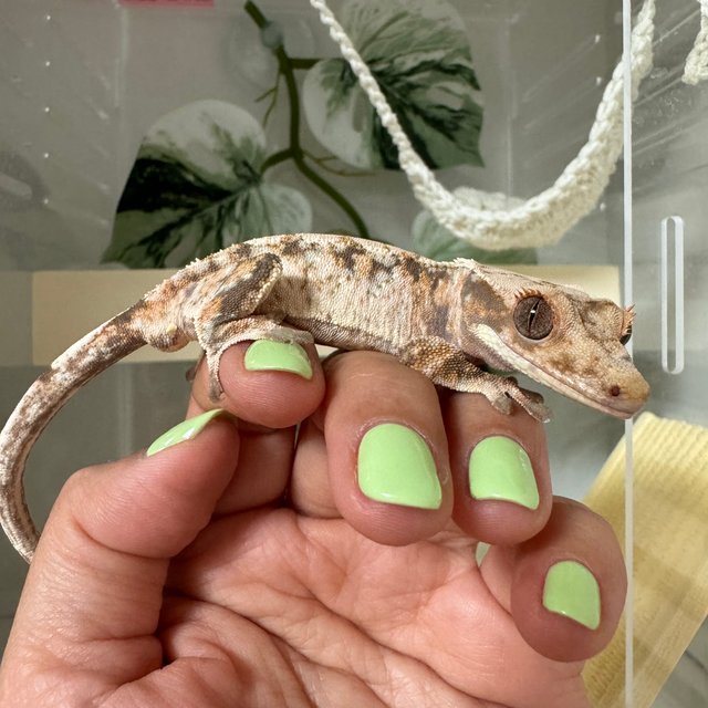 익스트림할리퀸