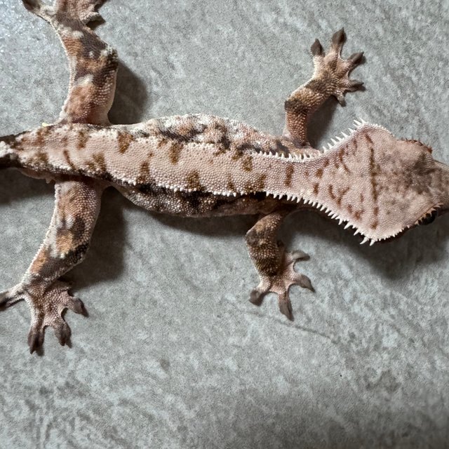 익스트림할리퀸