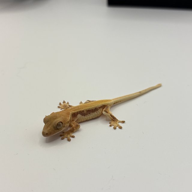 릴리화이트 솔리드백