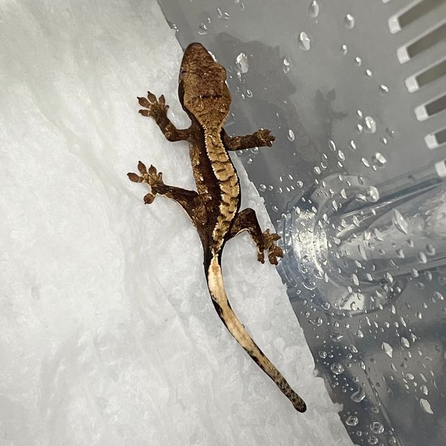 익스트림할리퀸 트라이