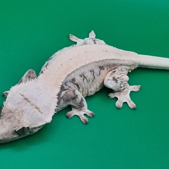 릴리화이트