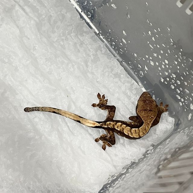 익스트림할리퀸 트라이