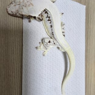 릴리화이트 솔리드백 화이트핀 화이트