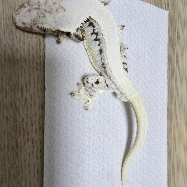 릴리화이트 솔리드백 화이트핀 화이트