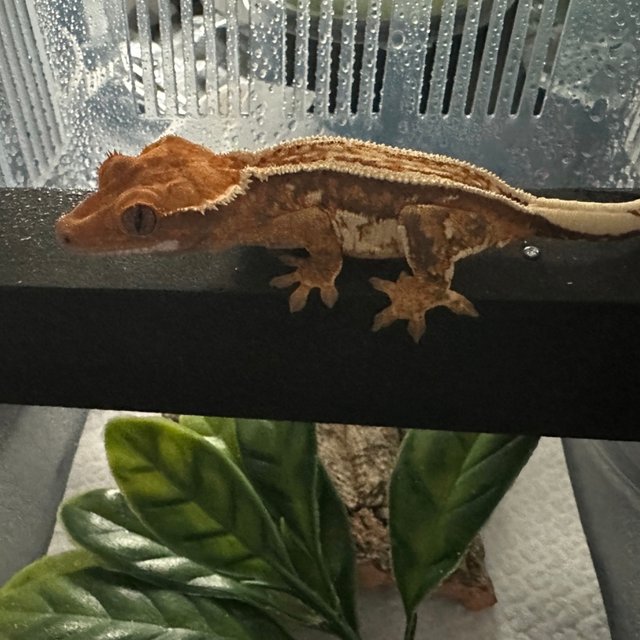 트라이 풀핀 화이트핀 쿼드 익스트림할리퀸