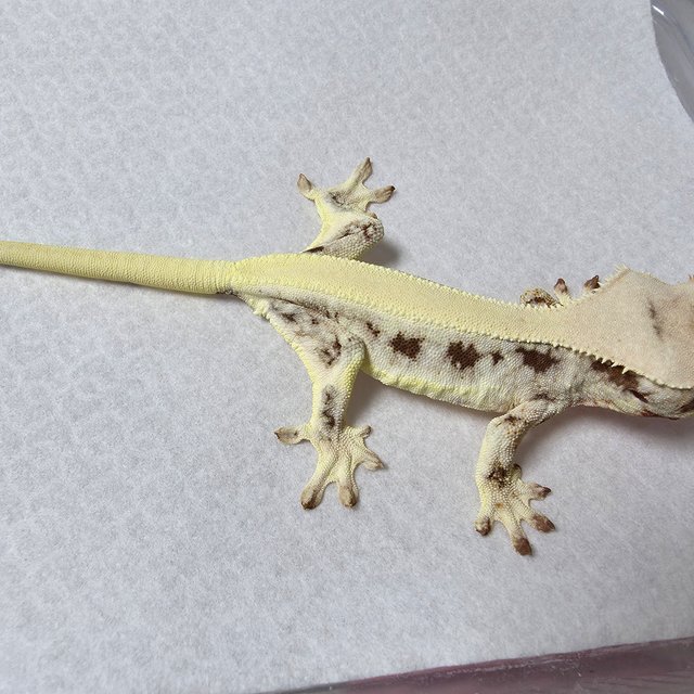 릴리화이트 솔리드백 풀핀 화이트핀