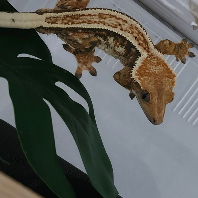 트라이 풀핀 화이트핀 쿼드 익스트림할리퀸