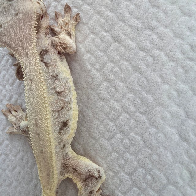 릴리화이트 풀핀 화이트핀 화이트