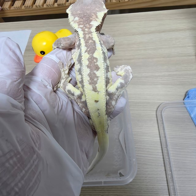 프라푸치노 풀핀