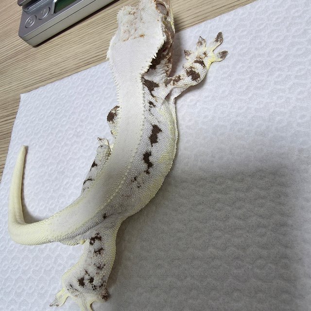 릴리화이트 솔리드백 화이트핀 화이트