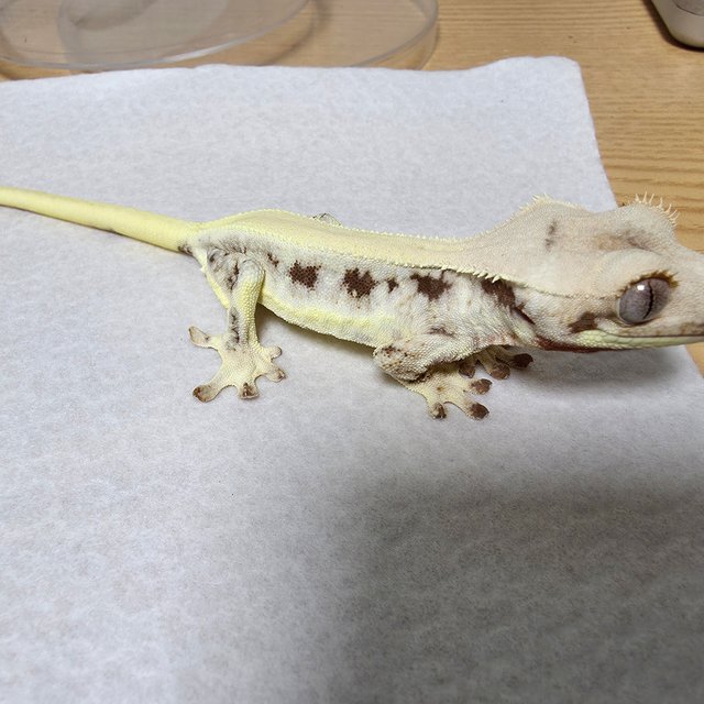 릴리화이트 솔리드백 풀핀 화이트핀