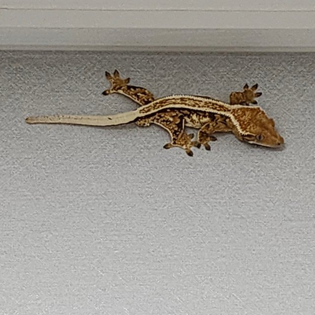 트라이 풀핀 화이트핀 쿼드 익스트림할리퀸