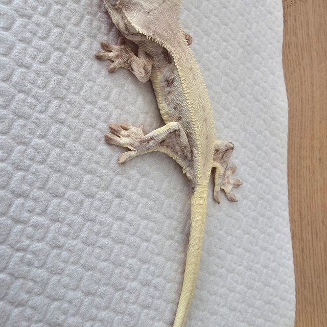 릴리화이트 풀핀 화이트핀 화이트