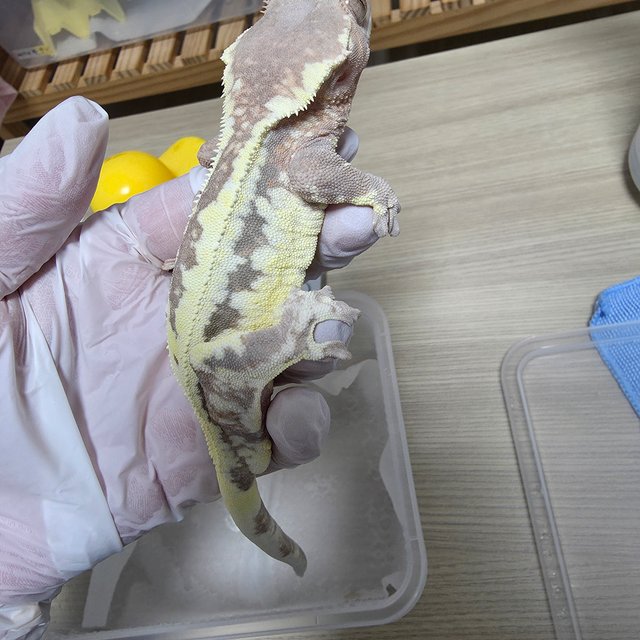 프라푸치노 풀핀