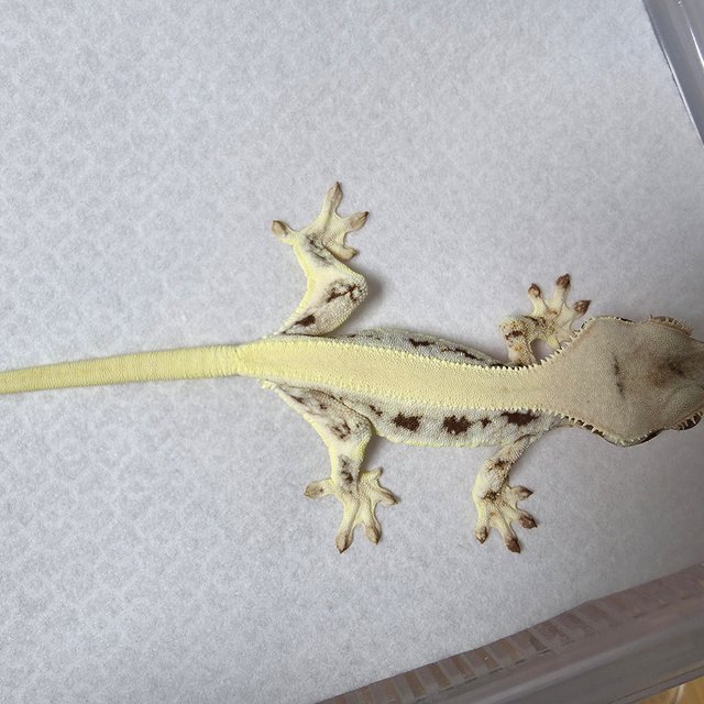 릴리화이트 솔리드백 풀핀 화이트핀