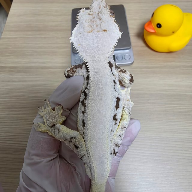 릴리화이트 솔리드백 화이트핀 화이트