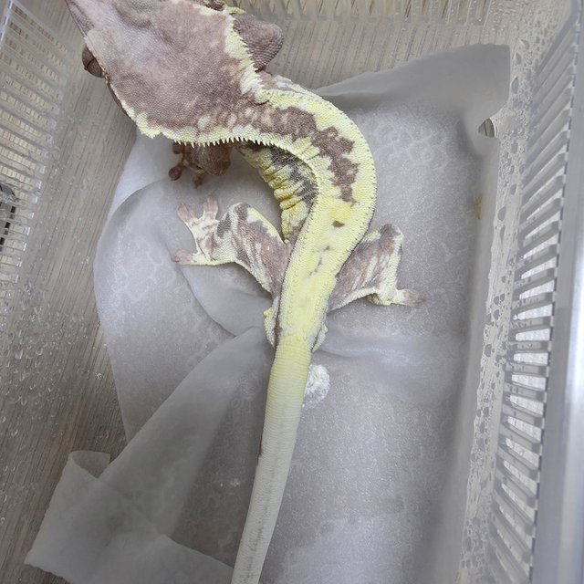 프라푸치노 풀핀