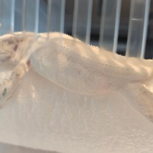 릴리화이트 솔리드백 화이트