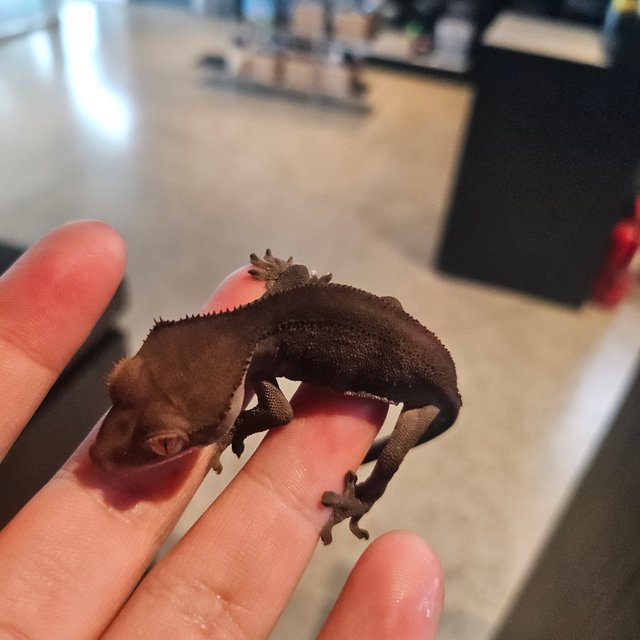 다크 팬텀 카푸치노