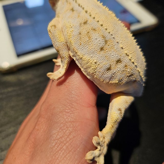 릴리화이트 솔리드백