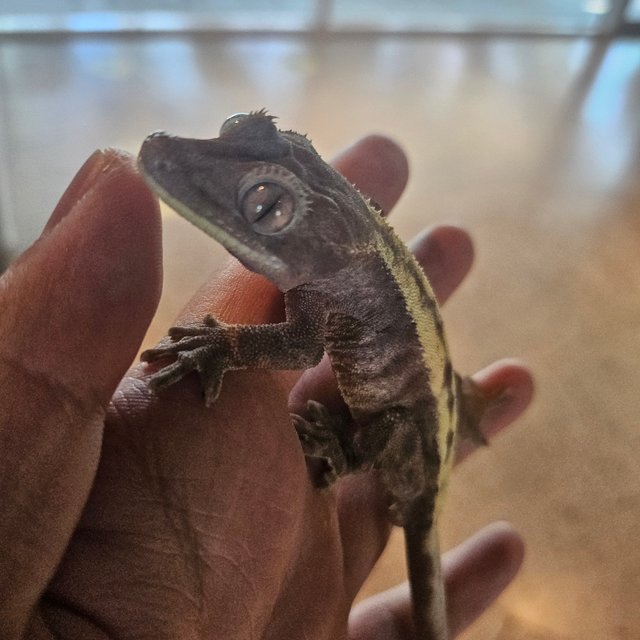 슈퍼세이블 릴리