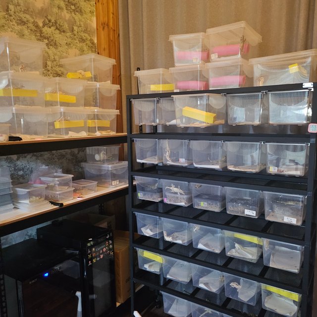 슈퍼 세이블 릴리 세이블 노멀 100%헷아잔틱 릴리화이트 프라푸치노