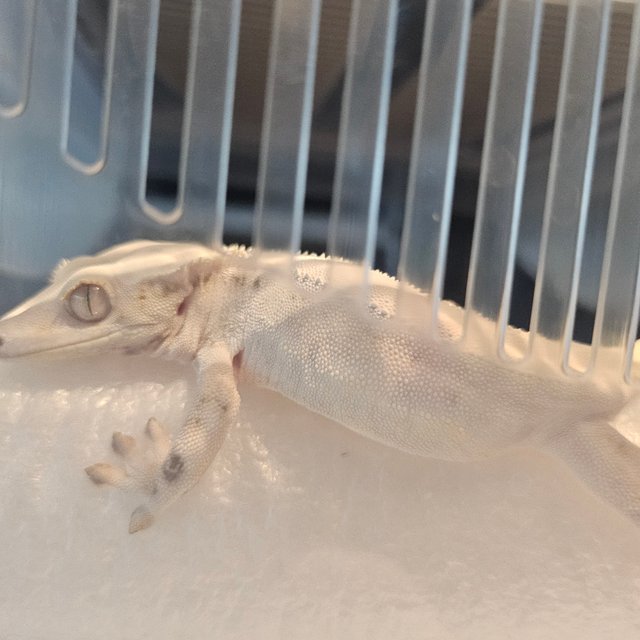 릴리화이트 솔리드백 화이트